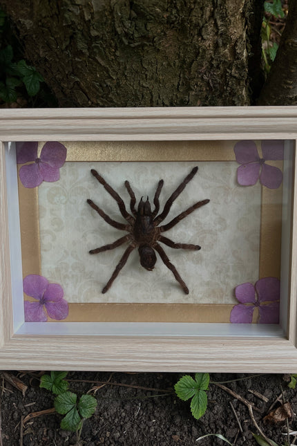 Lijst met Haplopelma Minax
