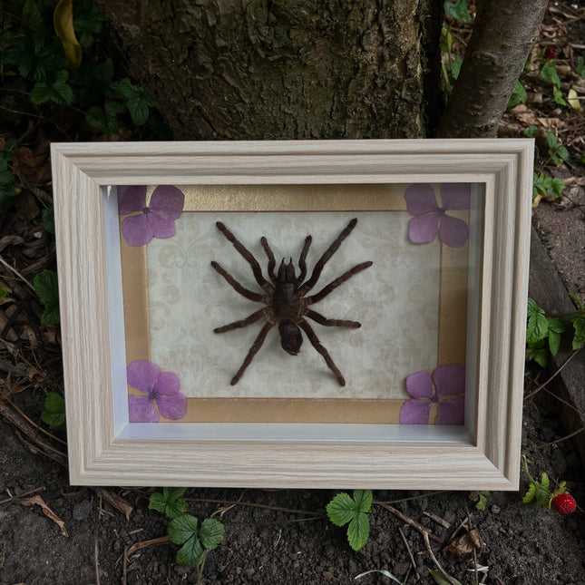 Lijst met Haplopelma Minax