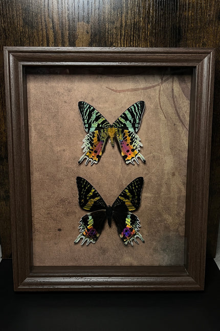 Lijst met Madagascar Sunset Moth