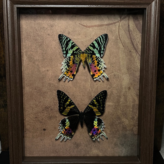 Lijst met Madagascar Sunset Moth