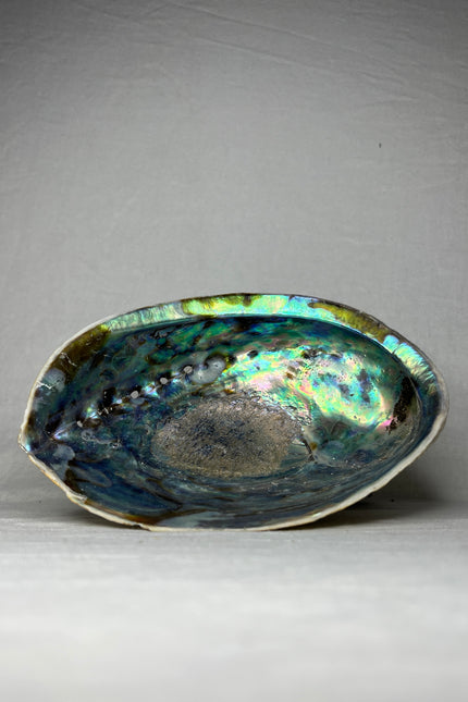Abalone Schelp