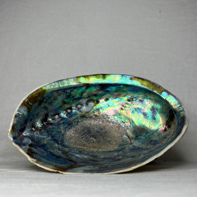 Abalone Schelp