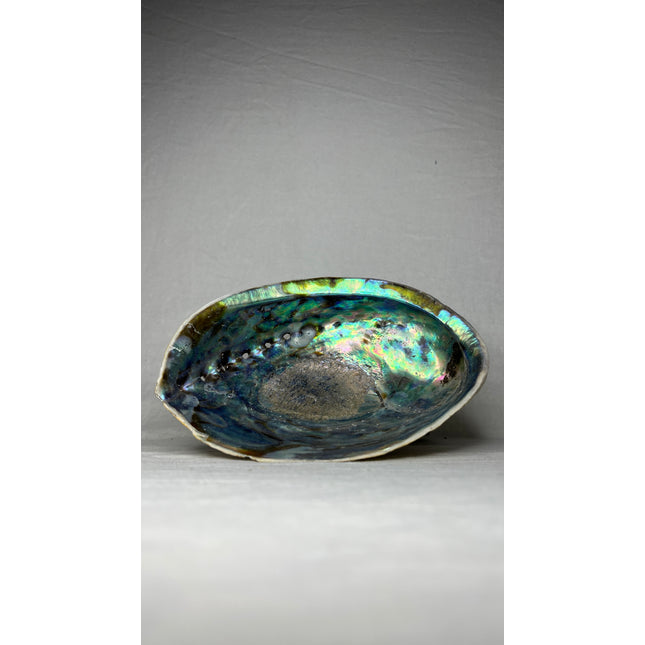 Abalone Schelp