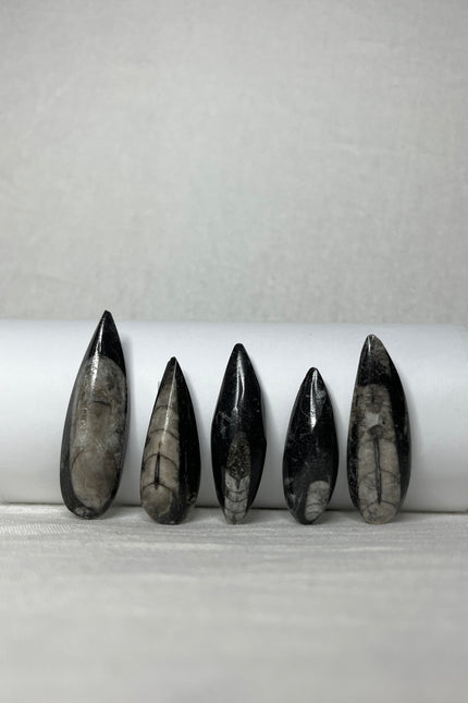 Orthoceras puntjes per stuk