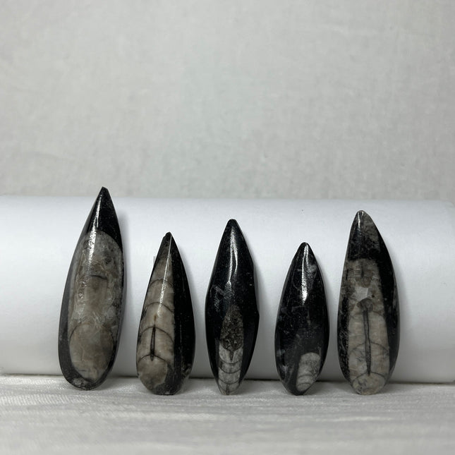 Orthoceras puntjes per stuk