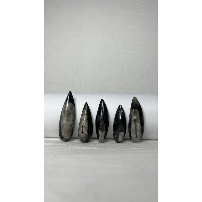 Orthoceras puntjes per stuk
