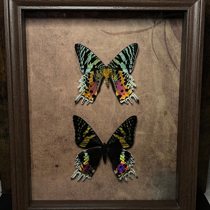 Collection image for: Vlinderwerken