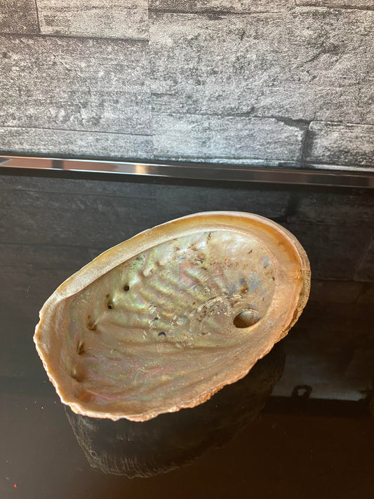 abalone schelp groot