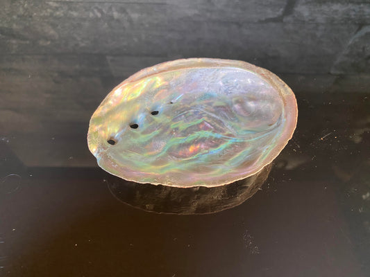 abalone schelp klein