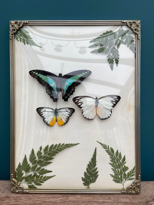 vintage fotolijstje met drie vlinders